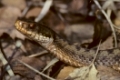 Kreuzotter, Vipera berus, common viper